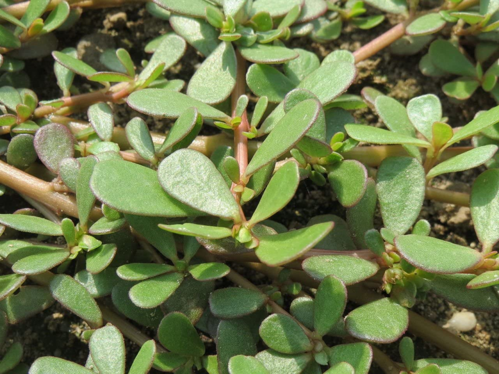 portulaca oleracea, green purslane, 2g approx 4800 seeds, untreated